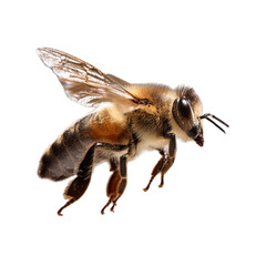 A brown and black bee is flying against a white background.