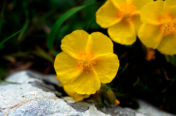 Poster - Detail of the flowers of the rock-rose (Helianthemum nummularium)