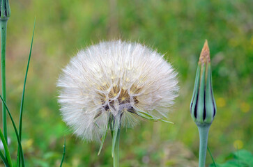 Poster - Pappus or meadow salsify achenes (Tragopogon pratensis) with a green background