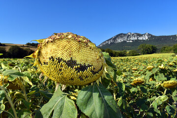 Poster - Sunflower cultivation (Helianthus annuus) in Álava. Basque Country. Spain