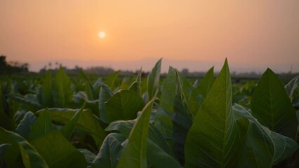 Wall Mural - slow motion of tobacco plant in the agricultural field sways in the breeze at evening, tobacco or Nicotiana tabacum plants used as raw materials in cigarette manufacturing