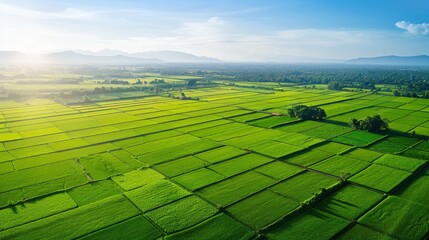 Poster - Aerial view of lush green rice paddies stretching to the horizon under a clear blue sky.