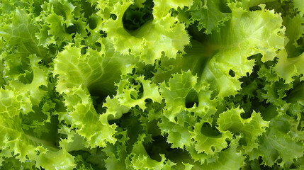 Poster - A detailed view of a single green leaf of lettuce, showcasing its intricate veins and vibrant color. The leaf is fresh and crisp, with a curly texture typical of the lettuce variety