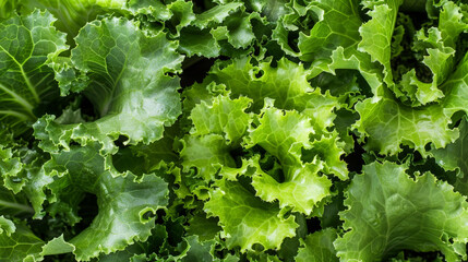 Poster - This close up shows the intricate details of a green leafy vegetable, highlighting its vibrant color and textured surface. The veins and edges of the leaf are visible, showcasing its natural beauty