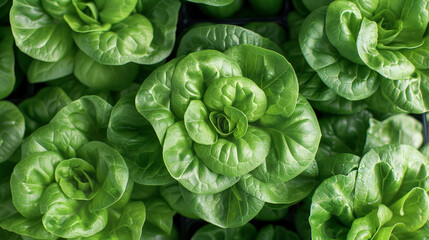 Poster - A close up view of healthy green lettuce plants growing in a garden. The vibrant leaves are closely packed together, showcasing the freshness and lushness of the crop