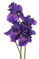 Wall Mural - iris flower isolated