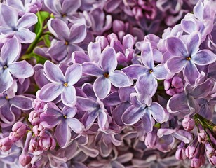 Lila Flieder blüten als Hintergrund vollbild 