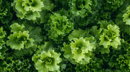 Canvas Print - bunch of vibrant green lettuce leaves tightly clustered together. The crisp texture and bright color of the lettuce are highlighted in this detailed shot