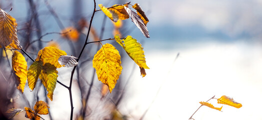 Canvas Print - Tree branch with yellow autumn leaves near the river on a sunny day