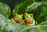 Fototapeta Desenie - Front close up view of two funny red-eyed tree frogs (Agalychnis callidryas) on a  green leaf with water drops after the rain, wildlife in a tropical rainforest of South America