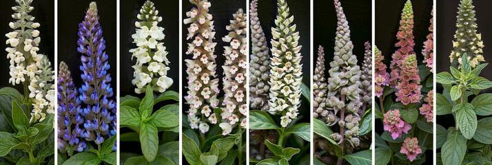 Poster - A row of different colored flowers blooming in a summer garden