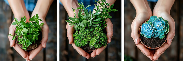 Poster - Close up of three potted plants being held by hands, two of green leafy plants and one of blue succulents