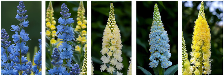 Poster - Close-up view of tall, colorful Astilbe flower spikes in a garden setting, displaying shades of blue, white, and yellow