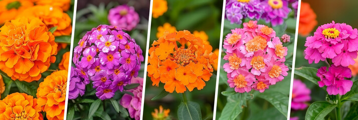 Poster - various colorful flowers arranged in a collage, showcasing a vibrant display of natures beauty. Each flower differs in size, shape, and hue, creating a striking visual contrast