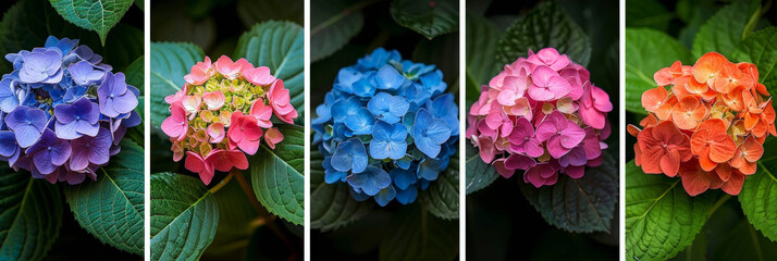 Aufkleber - Five hydrangeas, each a different color, bloom in a garden setting. The flowers are vibrant and full, showcasing the beauty of nature's diverse palette