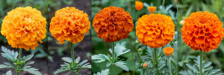 Poster - A row of vibrant orange flowers lined up neatly in a garden, showcasing a striking display of color and symmetry. The flowers stand tall and proud, adding a pop of brightness to the green surroundings