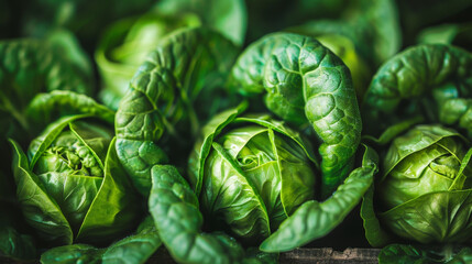 Aufkleber - Fresh Green Cabbage Heads in the Garden