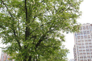 Wall Mural - tree in the city, blooming acacia trees in spring, white spring blossom of acacia on a tree