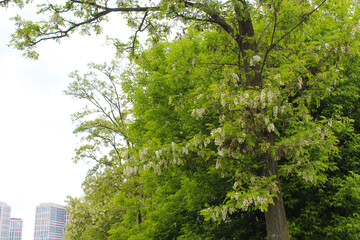 Wall Mural - trees in the park,blooming acacia trees in spring, white spring blossom of acacia on a tree 