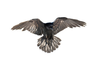 A beautiful raven (Corvus corax) in flight isolated on transparent background