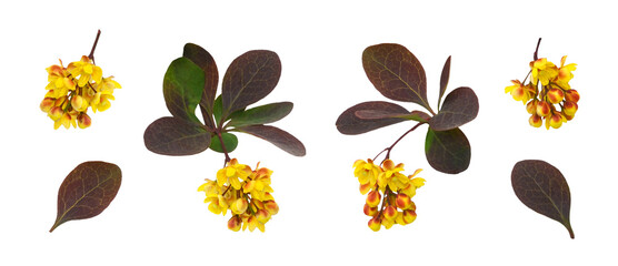 Wall Mural - set of small yellow flowers and leaves of berberis thunbergii isolated on white or transparent backg
