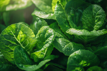 Poster - Detailed view of vibrant green leaves in a garden, showcasing their intricate veins and lush texture