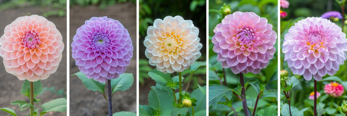 Poster - Collage with dahlia flowers in garden 