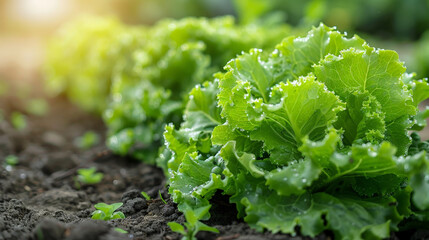 Poster - Lush green lettuce plants thrive in a garden, with leaves growing steadily under sunlight