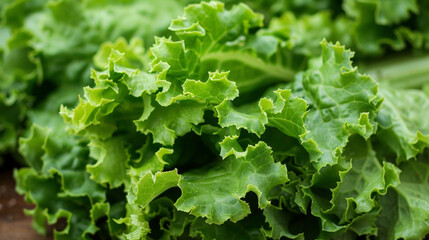 Poster - A detailed view of a cluster of vibrant green lettuce leaves bunched together