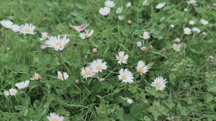 Wall Mural - Daisies in a meadow in the wind,4k