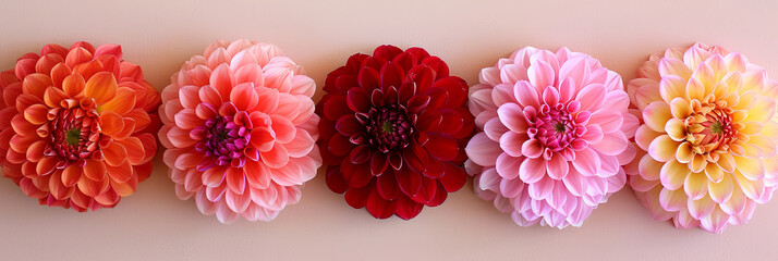 Poster - A vibrant display of dahlia flowers adorning a wall, showcasing the intricate details and bright colors of the blooms