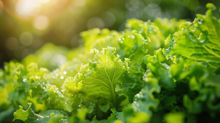 Poster - A detailed view of fresh lettuce leaves growing in a field, showcasing the vibrant green colors and unique textures of the plants