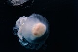 Medusas Jellyfish