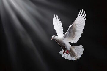 Wall Mural - A White Dove With Open Wings Flying On a Black Background With Light Shining Above It