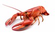 © Андрей Трубицын - big red lobster isolated on white background