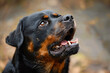 © Fabio - Aggressive Rottweiler barking mad