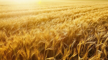 Poster - A vast field of golden wheat glistens under the sunshine, creating a mesmerizing sight. Generative AI