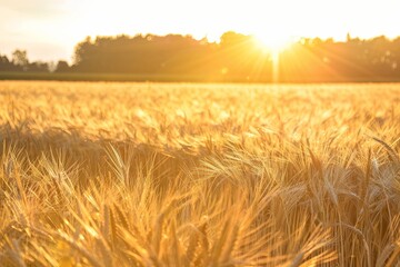 Poster - Golden wheat swaying in the breeze of a sunset-lit field. Generative AI