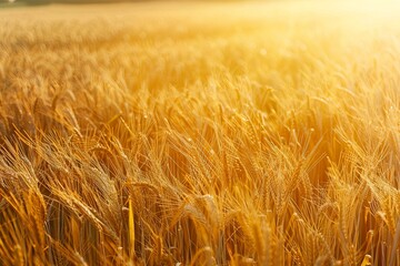 Poster - Vibrant golden wheat swaying in a field as the sun sets, casting a warm glow over the agricultural landscape. Generative AI