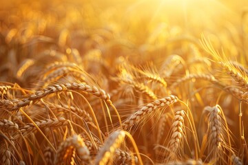 Poster - Ripe wheat glowing gold in the fading light of sunset in a vast field. Generative AI
