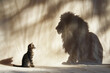 © fotoyou - Small Cat Opposite Shadow of Big Lion Dream
