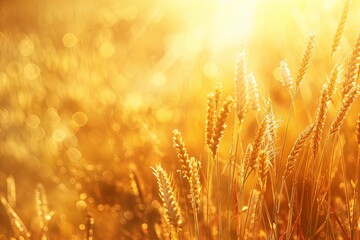 Poster - Sun shining on a field of golden wheat. Generative AI