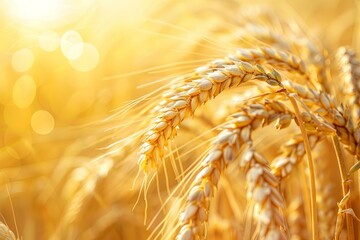 Poster - A close up of a wheat field glowing in the warm light of the setting sun, showcasing the beauty of agriculture at dusk. Generative AI
