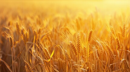 Aufkleber - Fields of golden wheat shining in the setting suns light. Generative AI