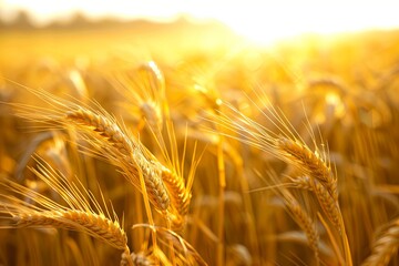 Aufkleber - Lush golden wheat sways in the field during sunset, bathed in warm sunlight, creating a serene agricultural scene. Generative AI