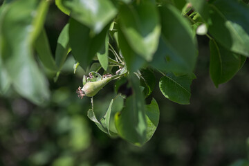 Canvas Print - Green small pear fruits and leaves.