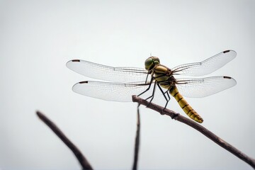 'white dragonfly background side view large insect animal bug butterfly closeup eye fly flying garden green illustration coccinellidae leg macro nature odonata silhouette small summer wilderness'