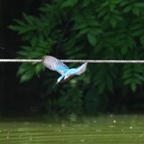 Fototapeta  - common kingfisher in a pond