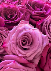 Wall Mural - Light pink open rose among darker pink roses