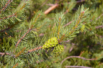 Wall Mural - Young pine cones close up.